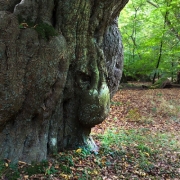 Der Gnom, Wildeshausener Geest