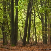 Der Wald, Wildeshausener Geest