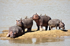 Hippo Island, Nord-Luangwa National Park