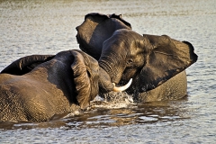 Kräftemessen, Chobe National Park