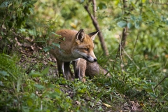 Vosichtig, Wildpark Bilsteintal