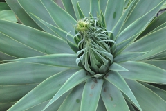 Kurz vor dem Erblühen, La Gomera