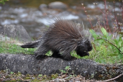 Stachelige Begegnung, Saguenay Fjord National Park