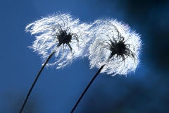 Pusteblumen, Triglav Nationalpark