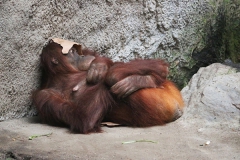 Hauptsache zugedeckt, Zoologischer Garten, Leipzig