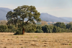 "Verde que te quiero verde", Parque nacional de Cabañeros
