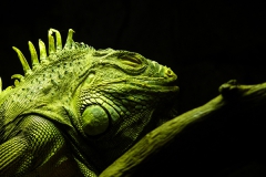 Nickerchen, Parque zoológico de Madrid