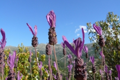 Es duftet lila, Parque nacional de la Sierra de Guadarrama