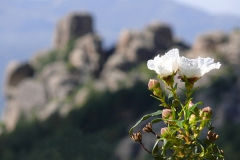 Einzelnes Röschen, Parque nacional de la Sierra de Guadarrama