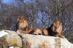 Unter Beobachtung, Zoologischer Garten, Wuppertal
