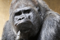 Der Denker, Zoologischer Garten, Krefeld