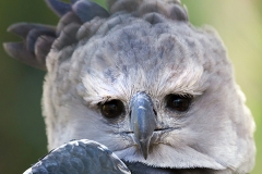 Ich seh Dir in die Augen, Zoologischer Garten, Wuppertal
