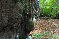 Der Gnom, Wildeshausener Geest