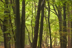 Der Wald, Wildeshausener Geest