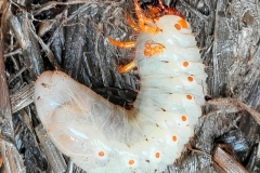 orange (c) Hans Peter Eckstein