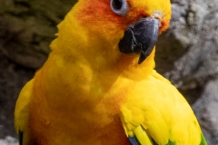 orange (c) Hans Peter Eckstein