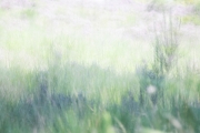 Wahner Heide (c) Andrea Hermann