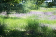 Wahner Heide (c) Andrea Hermann