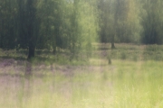 Wahner Heide (c) Andrea Hermann