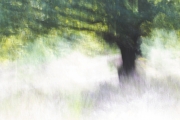 Wahner Heide (c) Andrea Hermann