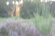 Wahner Heide (c) Andrea Hermann