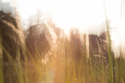 Wahner Heide (c) Andrea Hermann