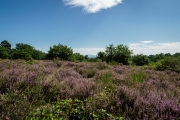 Wahner Heide (c) Andreas Otto