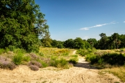 Wahner Heide (c) Andreas Otto
