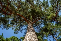 Wahner Heide (c) Andreas Otto