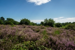 Wahner Heide (c) Andreas Otto