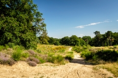 Wahner Heide (c) Andreas Otto