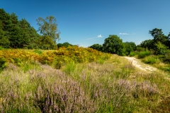 Wahner Heide (c) Andreas Otto
