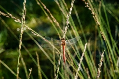Wahner Heide (c) Andreas Otto