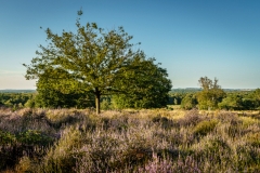 Wahner Heide (c) Andreas Otto