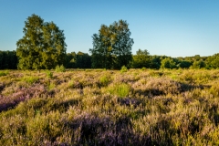Wahner Heide (c) Andreas Otto