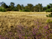 Heide im Wandergebiet Wurzelberg (c) Annette Ulrich