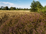 Heide im Wandergebiet Wurzelberg (c) Annette Ulrich