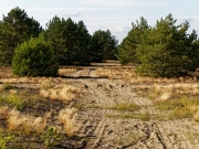 Heide im Wandergebiet Wurzelberg (c) Annette Ulrich