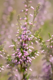 Wahner Heide (c) Astrid Padberg