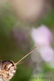 Alien (Heupferdchen)  (c) Astrid Padberg