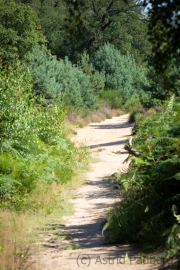 Wahner Heide (c) Astrid Padberg