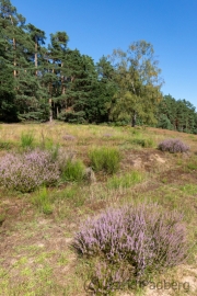 Wahner Heide (c) Astrid Padberg