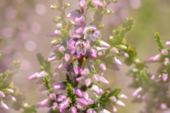 Wahner Heide (c) Astrid Padberg