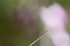 Alien (Heupferdchen)  (c) Astrid Padberg