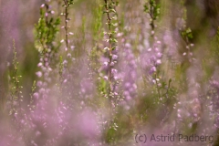 Wahner Heide (c) Astrid Padberg