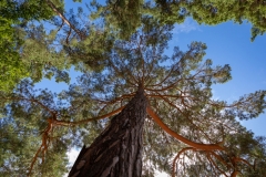 Wahner Heide (c) Astrid Padberg