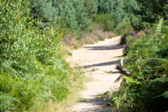 Wahner Heide (c) Astrid Padberg
