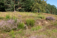 Wahner Heide (c) Astrid Padberg