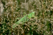 Heupferdchen (c) Detlef Buxmann