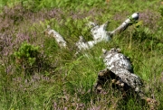 Wahner Heide (c) Detlef Buxmann